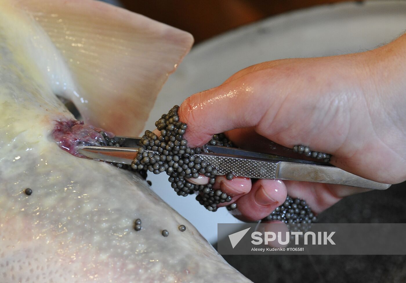 Production of impregnated sturgeon roe at fish hatchery