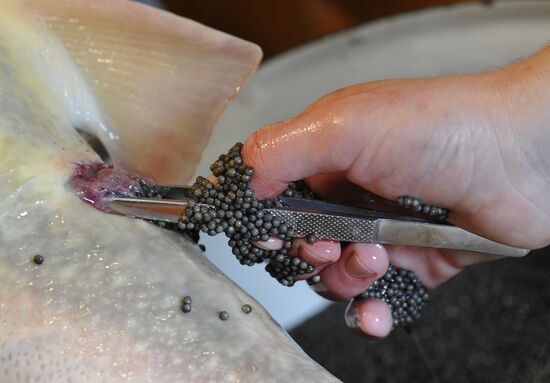 Production of impregnated sturgeon roe at fish hatchery
