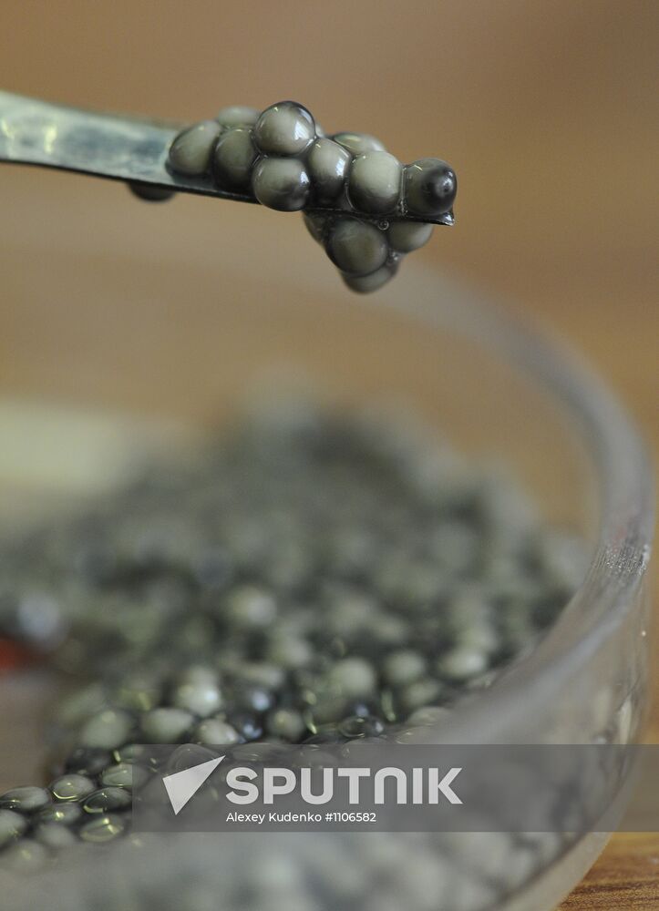 Production of impregnated sturgeon roe at fish hatchery
