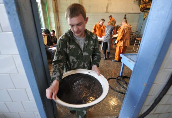 Production of impregnated sturgeon roe at fish hatchery