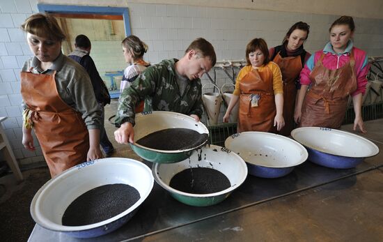 Production of impregnated sturgeon roe at fish hatchery