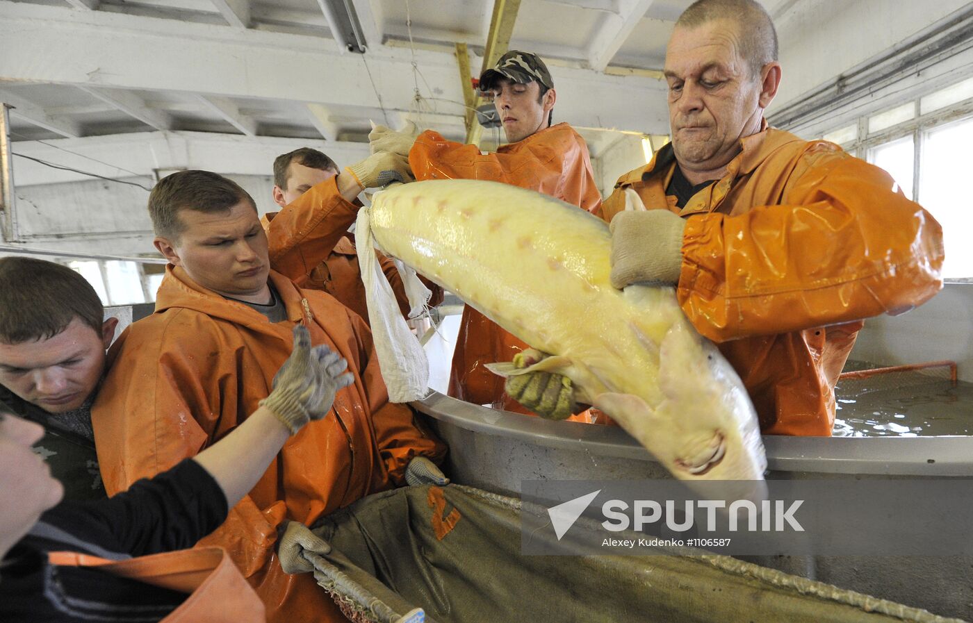 Production of impregnated sturgeon roe at fish hatchery