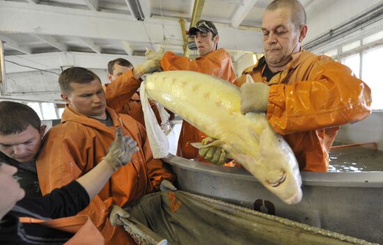 Production of impregnated sturgeon roe at fish hatchery