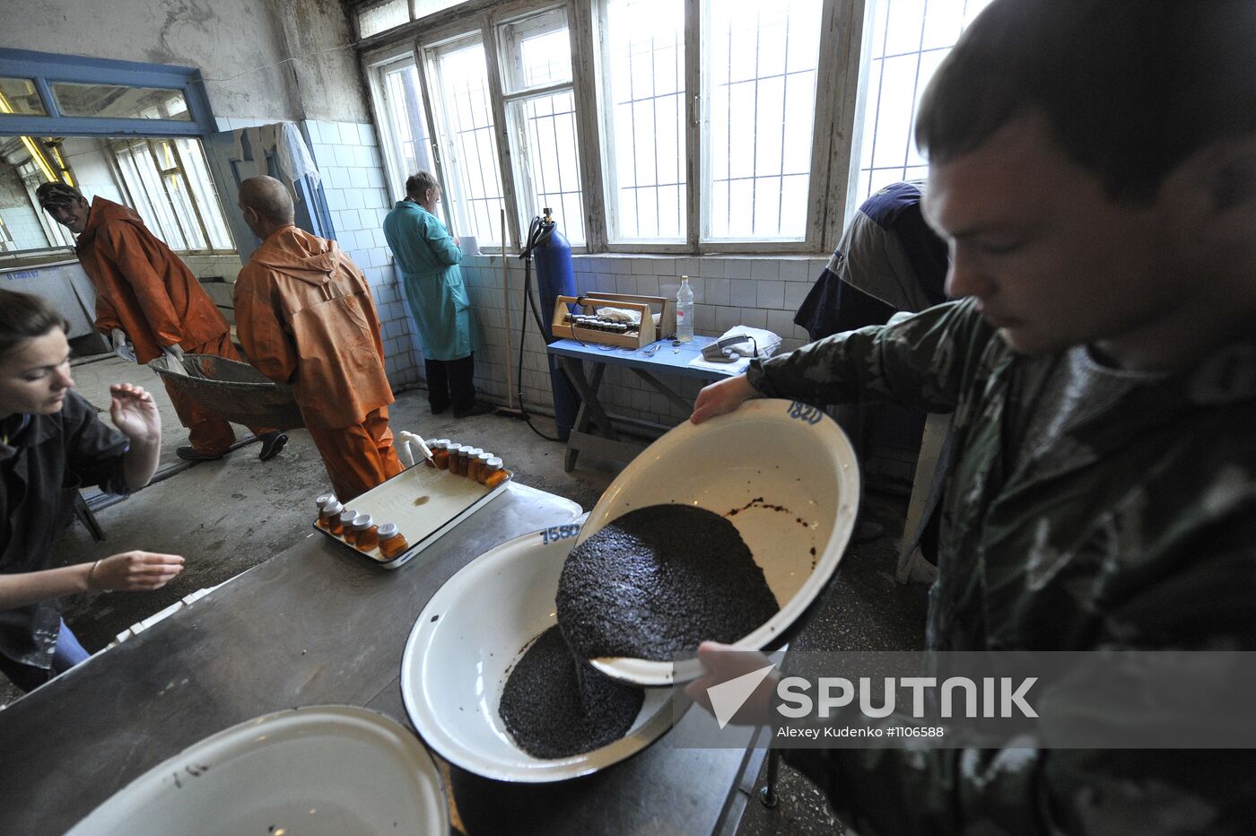 Production of impregnated sturgeon roe at fish hatchery