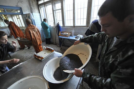 Production of impregnated sturgeon roe at fish hatchery