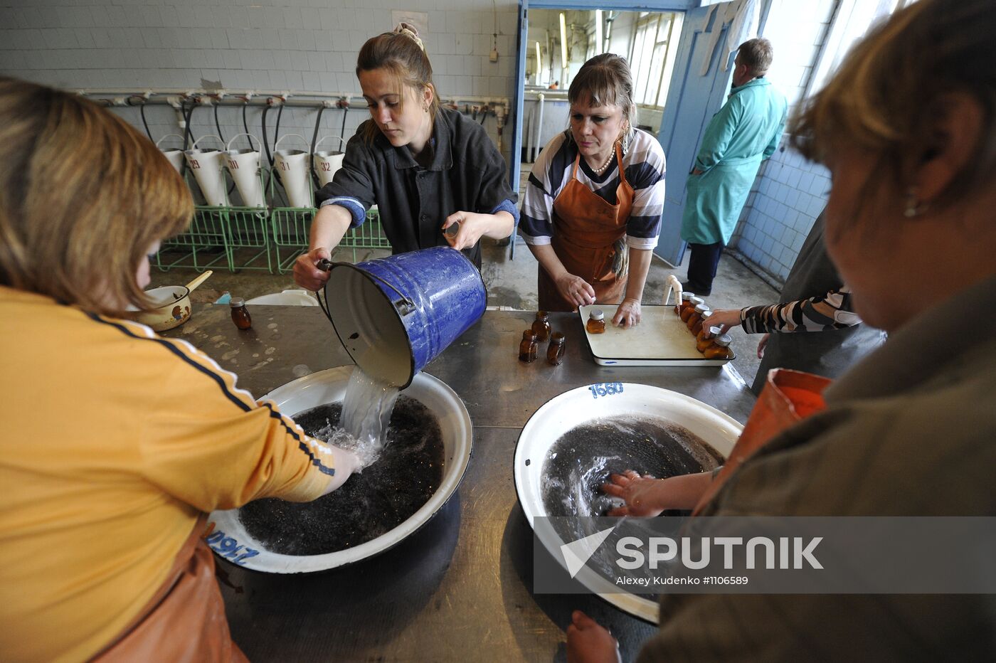 Production of impregnated sturgeon roe at fish hatchery
