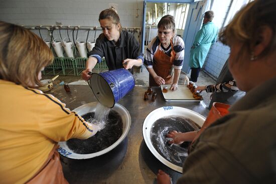 Production of impregnated sturgeon roe at fish hatchery