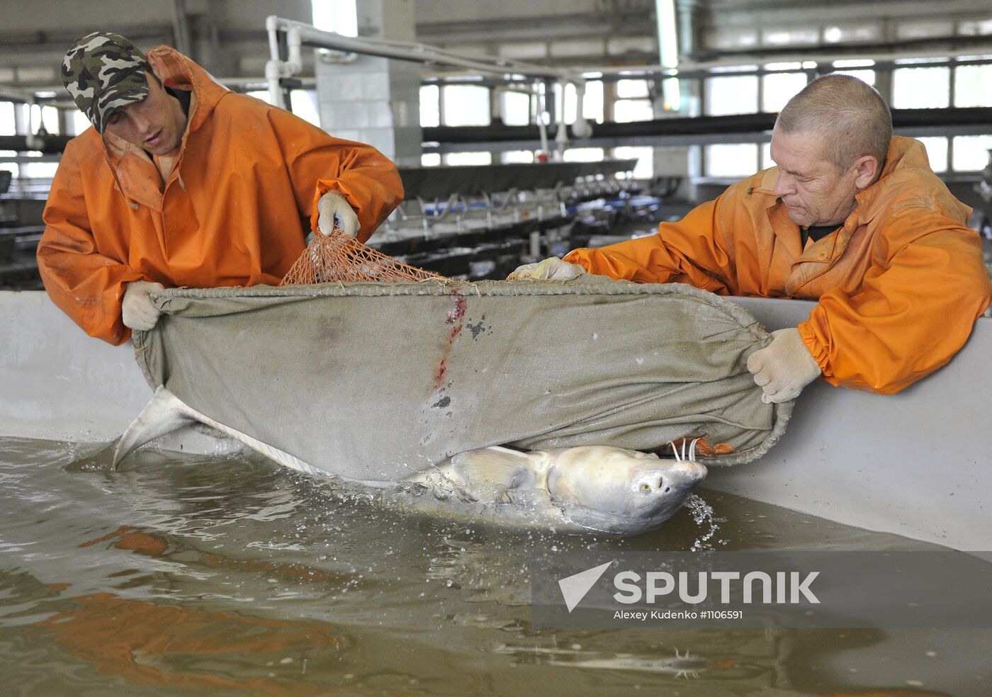 Production of impregnated sturgeon roe at fish hatchery