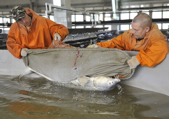 Production of impregnated sturgeon roe at fish hatchery