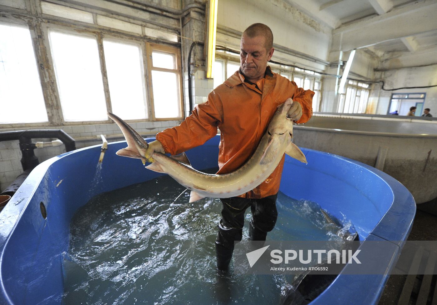 Production of impregnated sturgeon roe at fish hatchery
