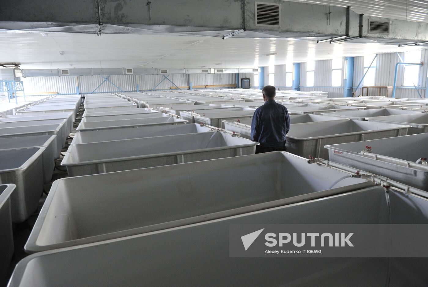 Production of impregnated sturgeon roe at fish hatchery