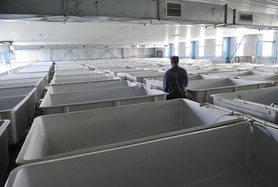 Production of impregnated sturgeon roe at fish hatchery
