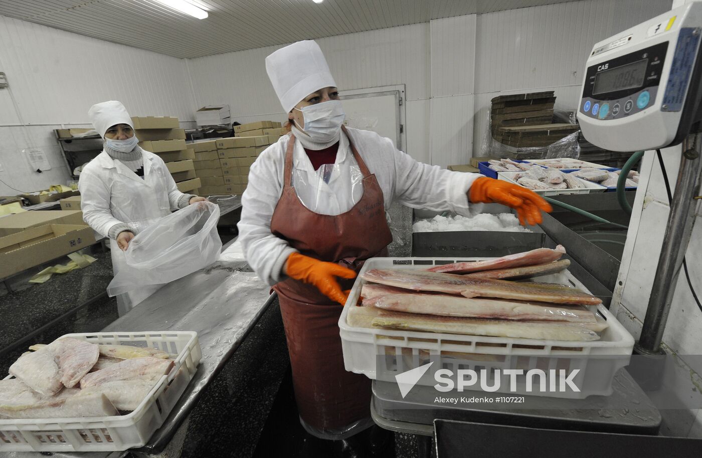 Processing fish in the fishing cooperative in Astrakhan
