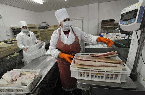 Processing fish in the fishing cooperative in Astrakhan
