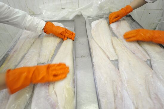 Processing fish in the fishing cooperative in Astrakhan
