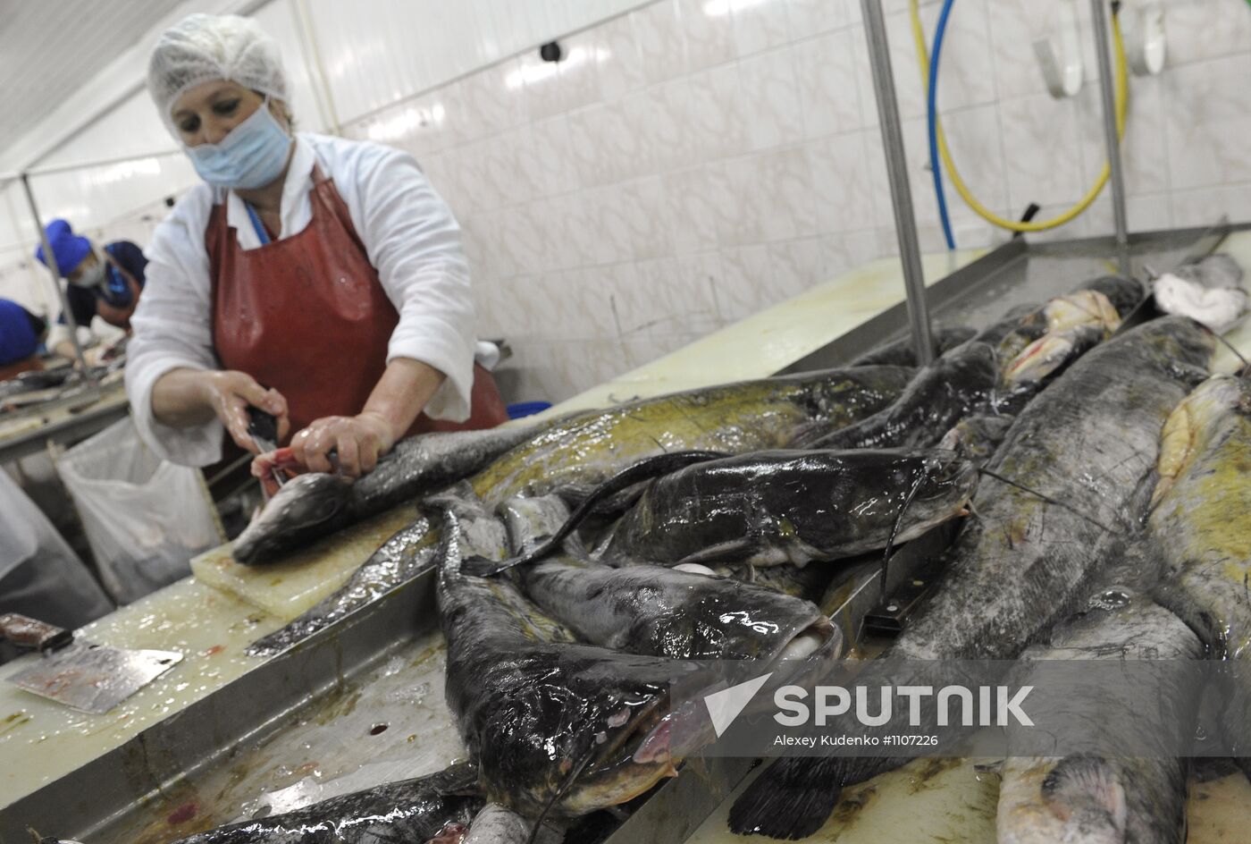 Processing fish in the fishing cooperative in Astrakhan