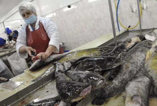 Processing fish in the fishing cooperative in Astrakhan