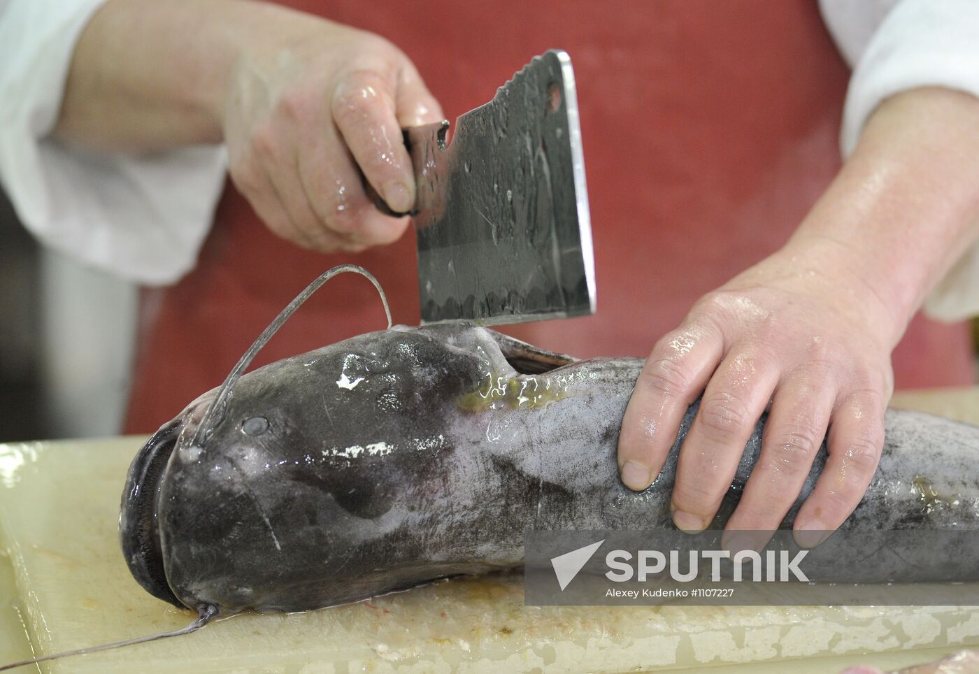 Processing fish in the fishing cooperative in Astrakhan