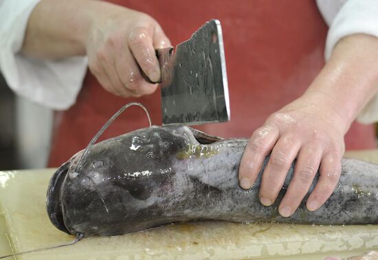 Processing fish in the fishing cooperative in Astrakhan