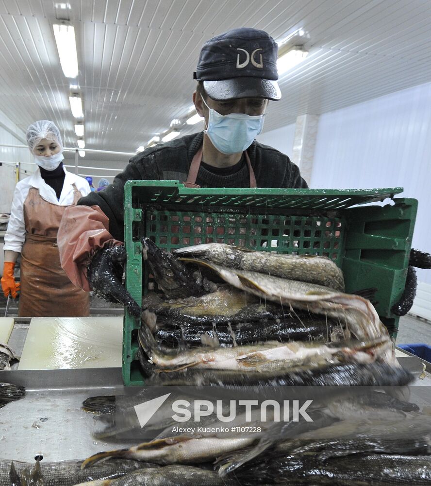 Processing fish in the fishing cooperative in Astrakhan