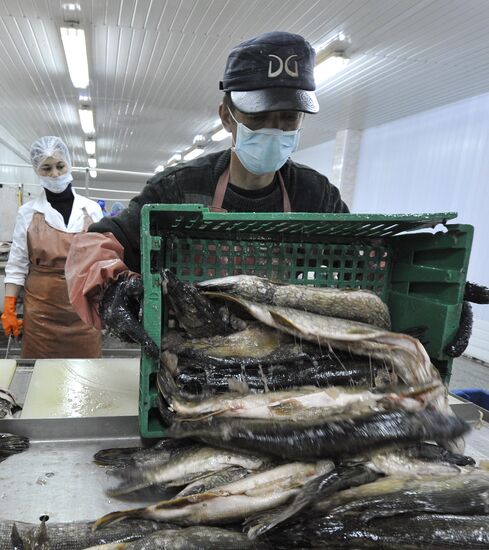 Processing fish in the fishing cooperative in Astrakhan