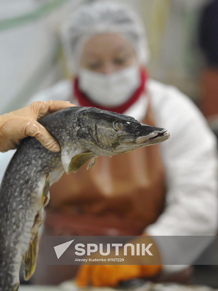 Processing fish in the fishing cooperative in Astrakhan