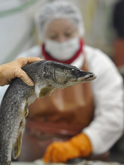 Processing fish in the fishing cooperative in Astrakhan