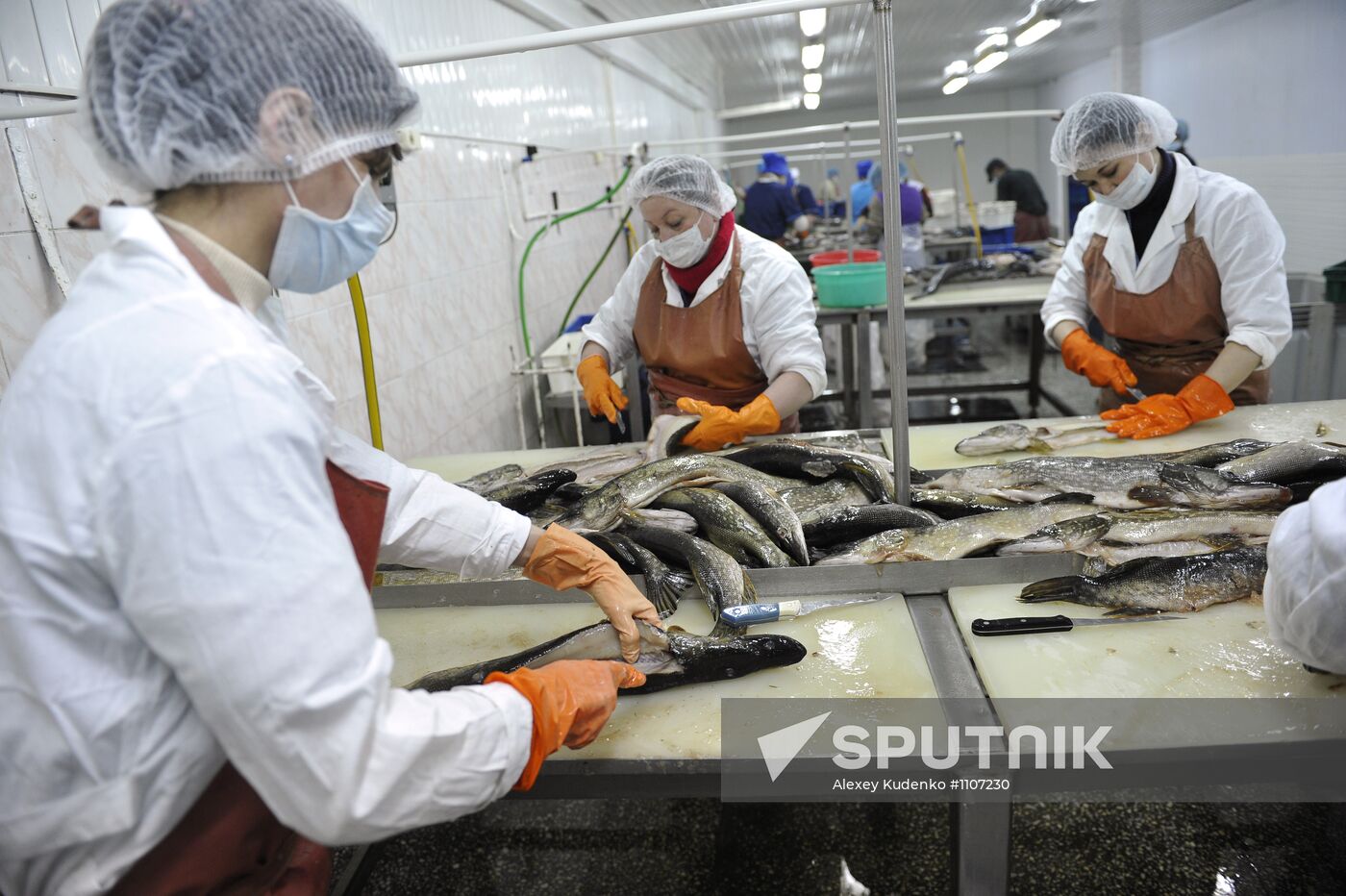 Processing fish in the fishing cooperative in Astrakhan