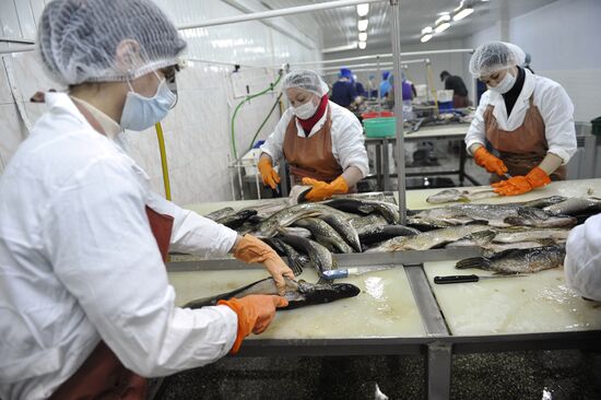 Processing fish in the fishing cooperative in Astrakhan