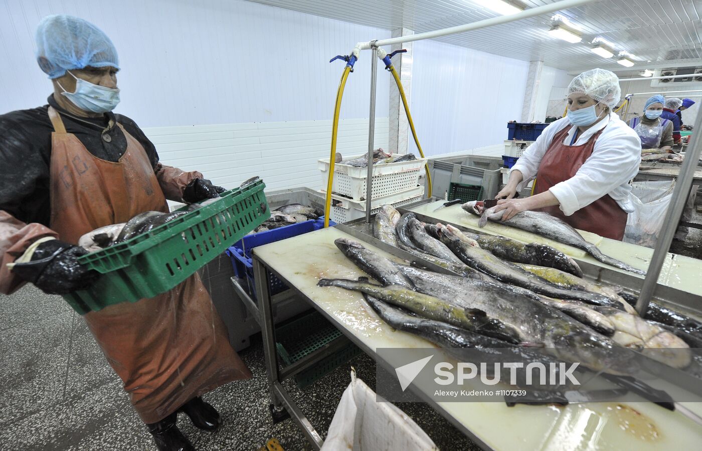 Fish processing in fishing cooperative in Astrakhan