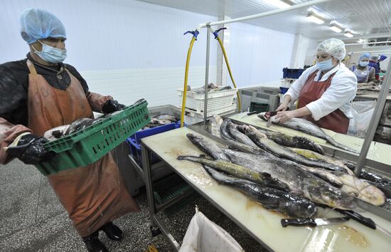 Fish processing in fishing cooperative in Astrakhan