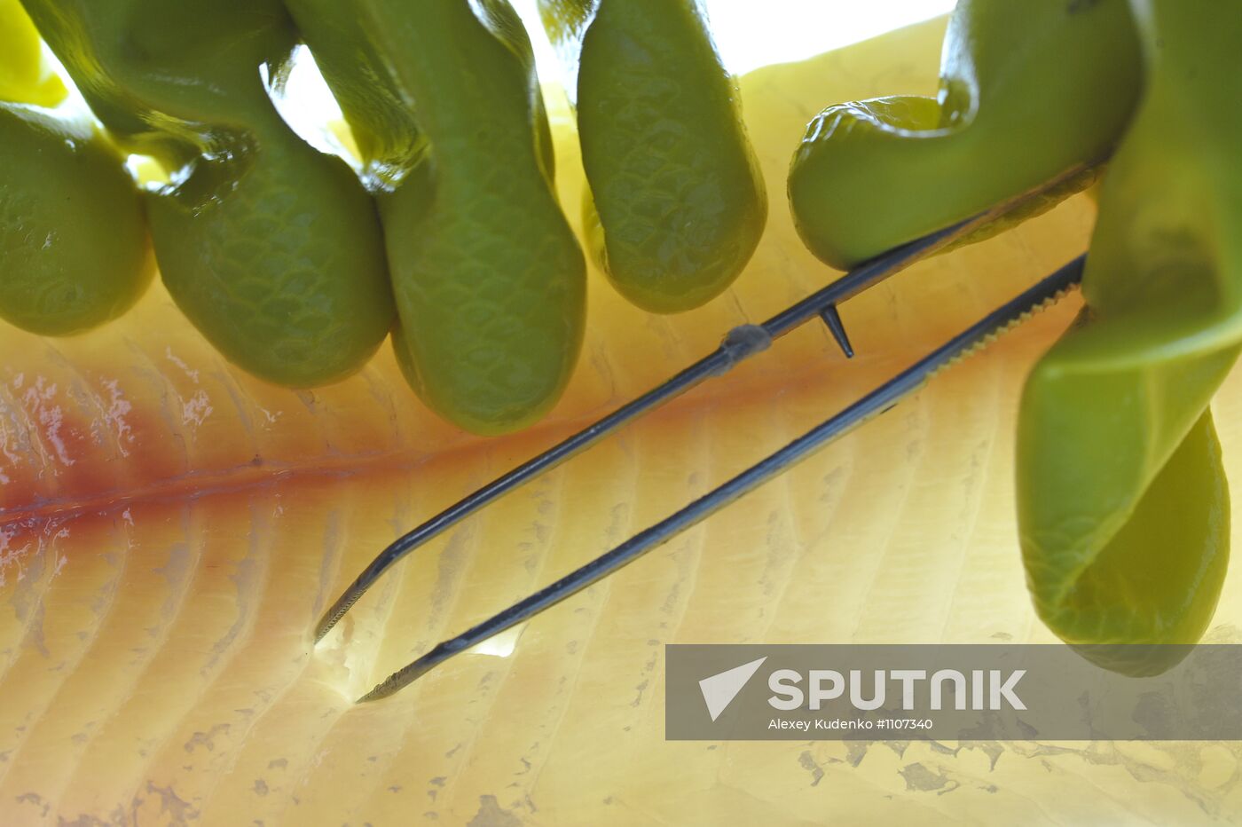 Fish processing in fishing cooperative in Astrakhan