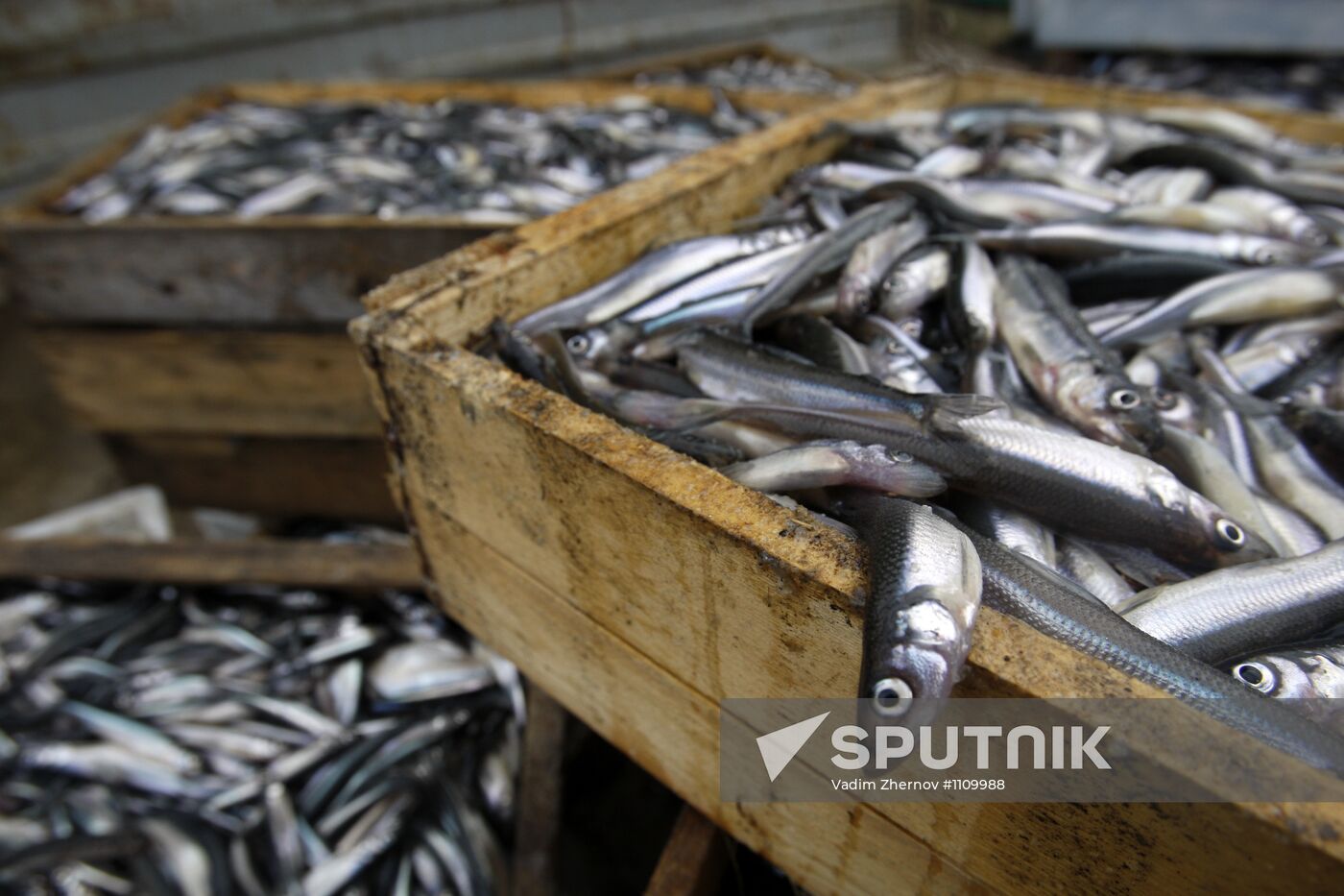 Smelt fishing on Lake Ladoga