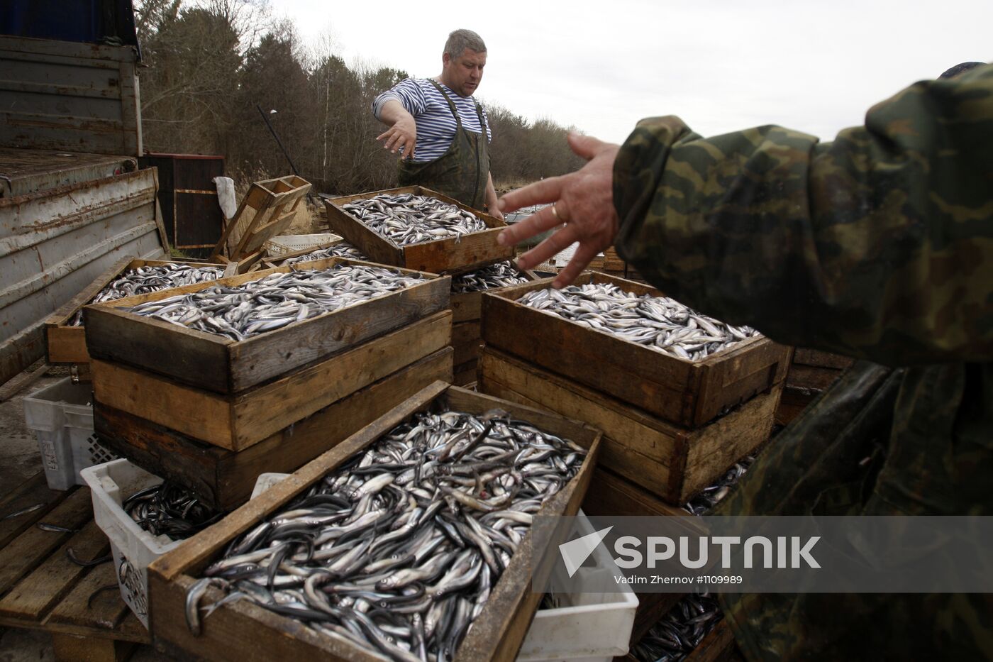 Smelt fishing on Lake Ladoga