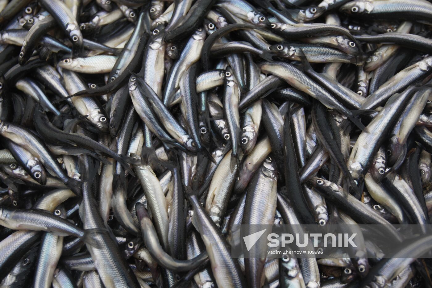 Smelt fishing on Lake Ladoga