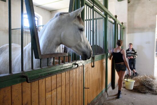Weedern stud farm in Kaliningrad Region