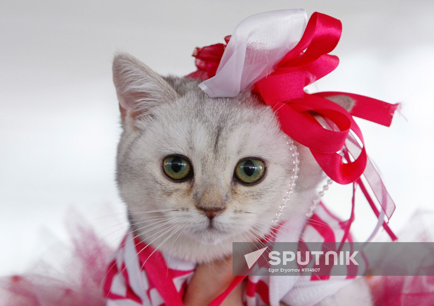Cat show in Minsk