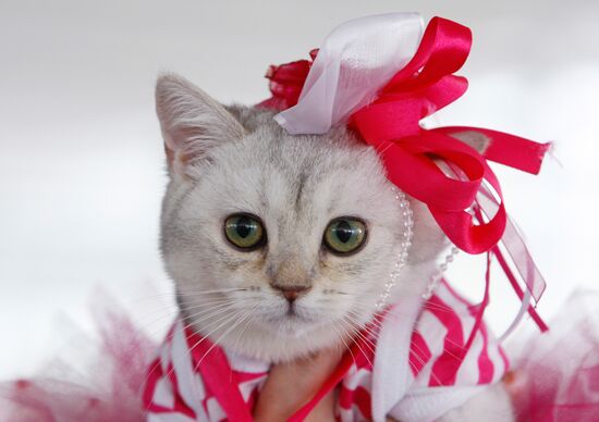 Cat show in Minsk