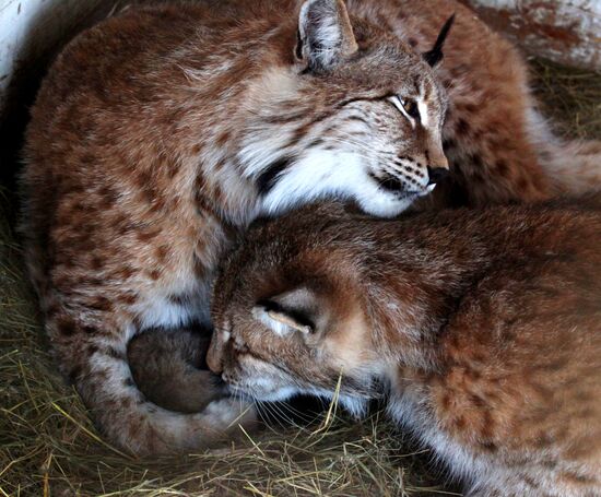 Lynx kittens born in Vladivostok Zoo