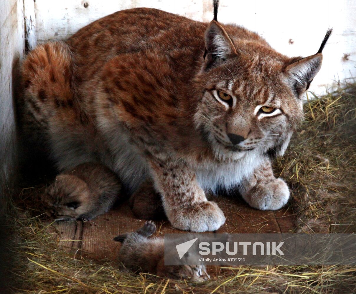 Lynx kittens born in Vladivostok Zoo