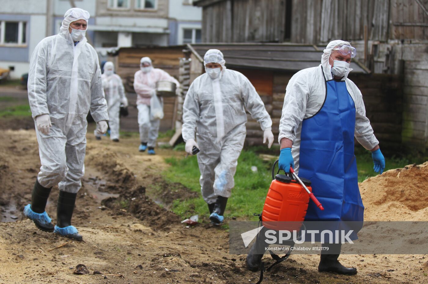 Outbreak of African swine fever in Novgorod Region