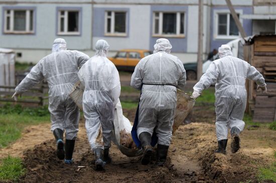 Outbreak of African swine fever in Novgorod Region