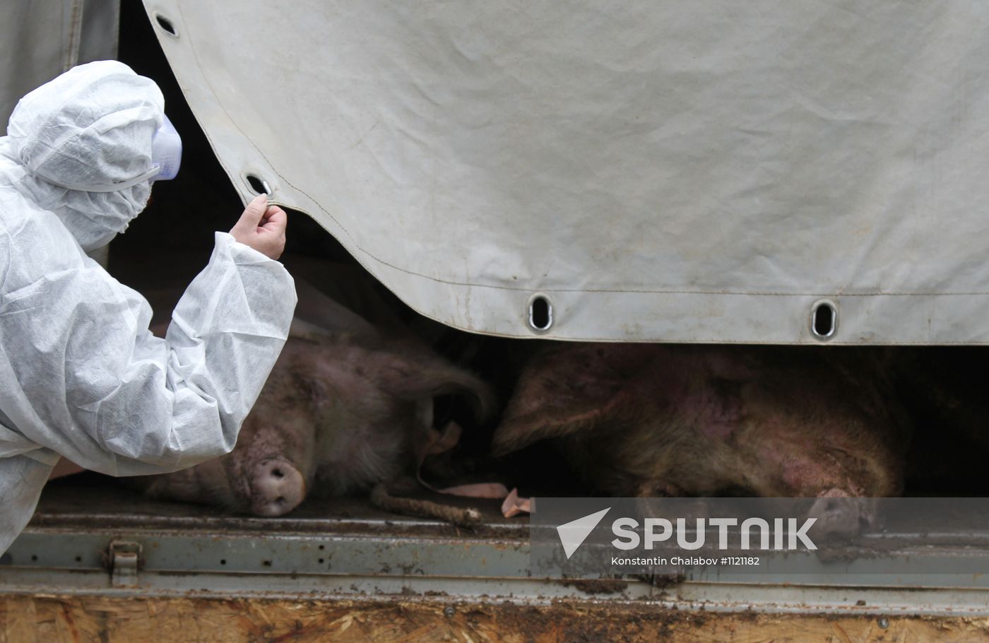 Outbreak of African swine fever in Novgorod Region