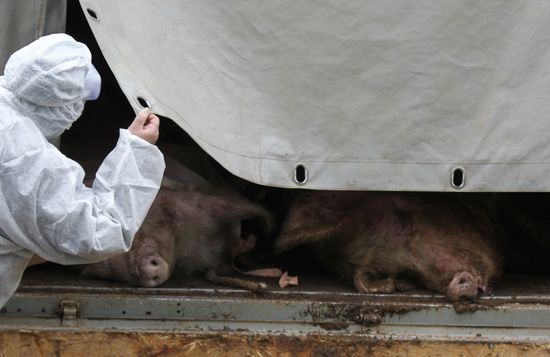 Outbreak of African swine fever in Novgorod Region