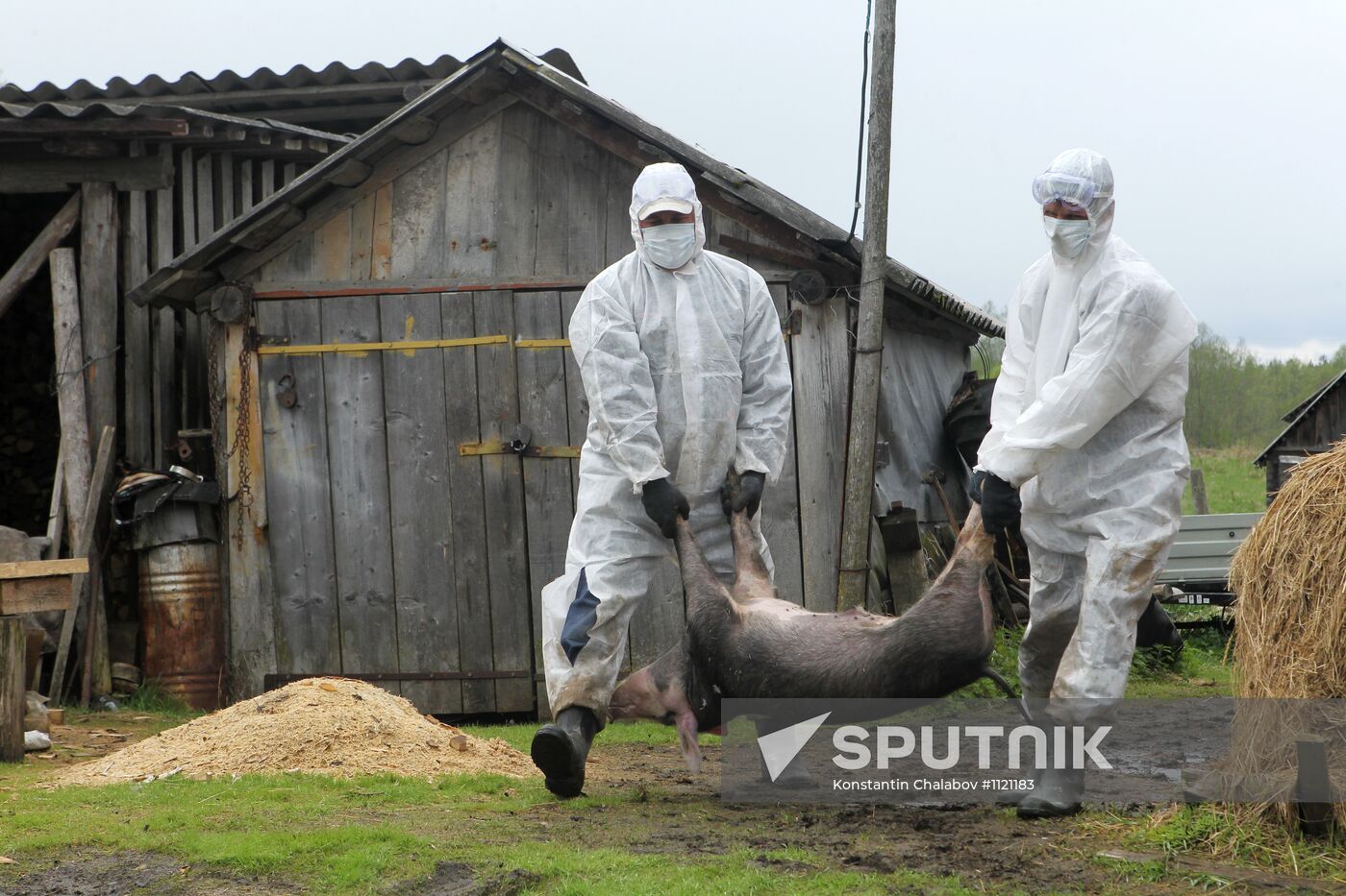 Outbreak of African swine fever in Novgorod Region