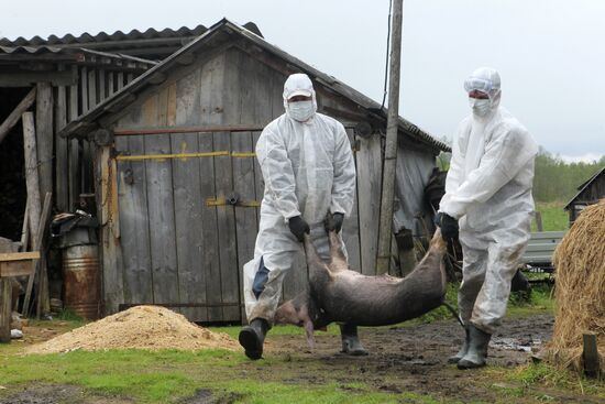 Outbreak of African swine fever in Novgorod Region