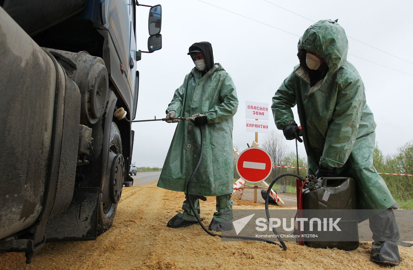 Outbreak of African swine fever in Novgorod Region