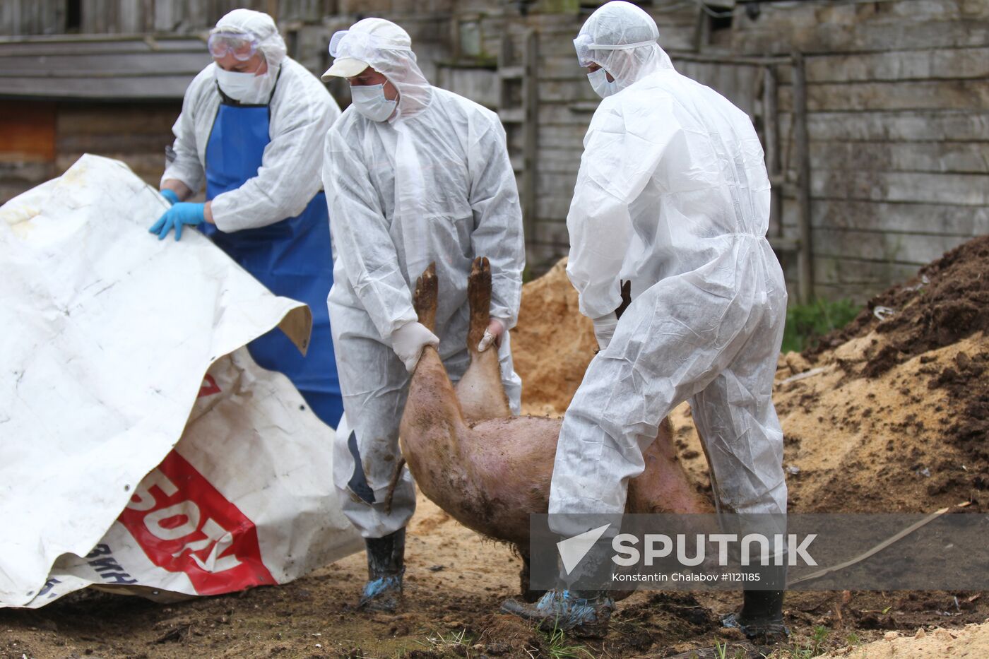 Outbreak of African swine fever in Novgorod Region