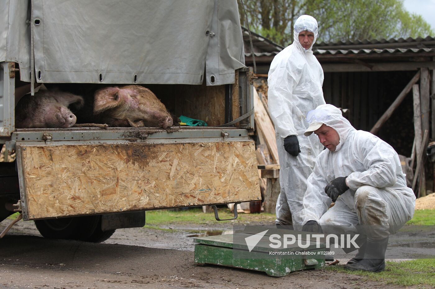 Outbreak of African swine fever in Novgorod Region