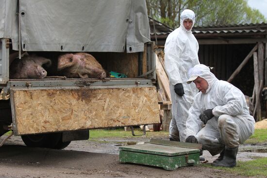 Outbreak of African swine fever in Novgorod Region